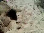 Plážová korytnačka