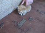 Mačiatko závislé na cigarete