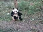 Pojašená panda