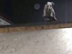 Pes skateboarduje
