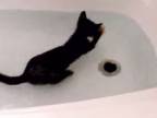 Zábavná mačka milujúca vodu
