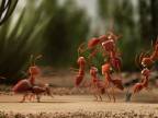 Mravenčiar a mravce