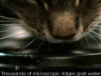 Whiskasová mačička v slow motion