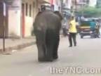 Slony v uliciach