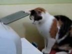 Mačka vs. tlačiareň