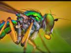 Makro zábery na hmyz