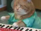 Mačka hra na klavír