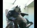 Hip-hop panda