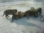 Kŕmenie tigrov živými kravami v čínskej zoo
