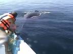 Vyslobodenie veľryby