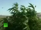 Najväčšia ilegálna plantáž marihuany