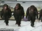 Tancujúce opice