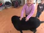 85-kilový labrador!