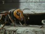 Prieskumnice obrích sršňov vs. Japonské včely