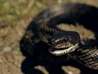 Krásny čierny had - užovka tmavá
