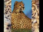 Leopard vs. gepard