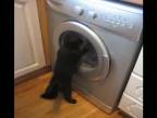 Mačka a práčka