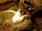 A.genticulata l11 (kornelia) žerie myš