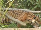Roztomilé 7 mesačné tigrie mláďa