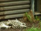 Mláďatá snežného leoparda