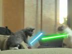 Star wars - mačky