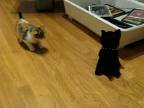 Mačiatko Scottish Fold vs. hračka