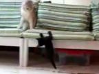 Mačka vs. kocúrik