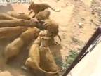 Krmení lvů v čínské zoo
