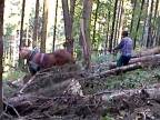 Tažba dreva pomocou koňa