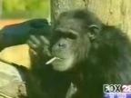 Opica fajčí