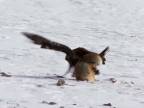 Lov líšky orlom skalným