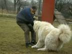 Kaukazský pastiersky pes na prvej hodine výcviku