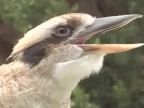 Kookaburra