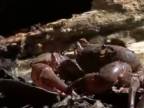 Mravci versus krab