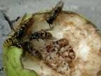 Hladný mravec versus ešte hladnejšie včely