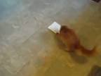 Mačka nenávidí spievajúcu pohľadnicu