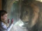 Lev vs. dievčatko