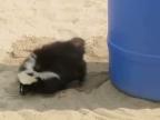 Skunk na pláži