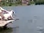 Pes skákajúci z móla do vody