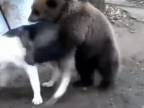 Zamilovaný medveď