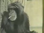 Šimpanz fajčí