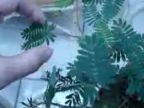 Mimosa pudica - Mimóza (citlivá rastlina)