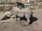 Blázon chce osedlať nosorožca
