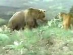 Puma vs. medveď