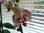 Moje orchidey