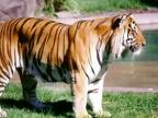 Tigre 2