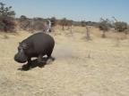 Hroch - najnebezpečnejšie zviera v Afrike