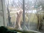 Ninja mačka za oknom