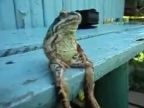 Žaba pohoďáčka
