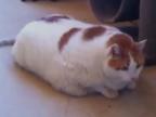 Najtučnejšia mačka na svete - 17,5 kg